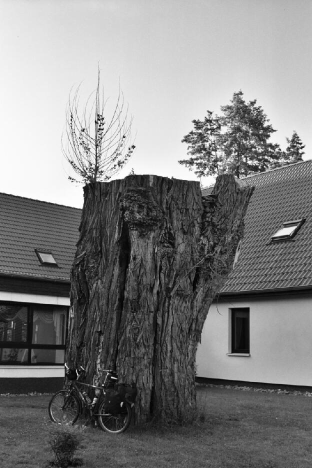 Fröhlich - Wege zu alten Bäumen - Mecklenburg-Vorpommern - Nr 237 - † Schwarzpappel in Klein Nemerow