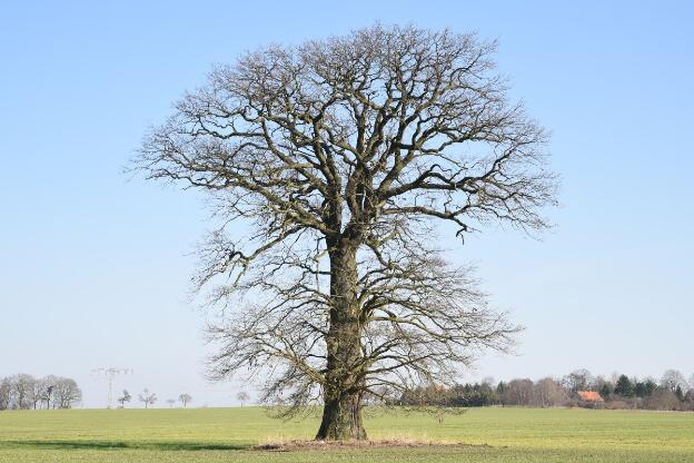 Feldeiche westlich Dammereez (Quercus robur), Umfang 5,51 m 
