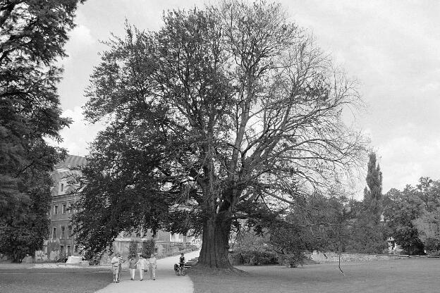 Fröhlich - Wege zu alten Bäumen - Sachsen - Nr 152 - Blutbuche vor dem Schloß Muskau