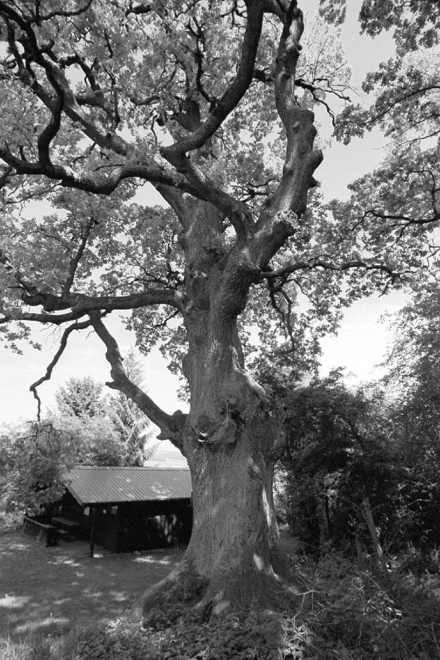 Fröhlich - Wege zu alten Bäumen - Bayern - Nr 118 - † Eiche bei Ehingen