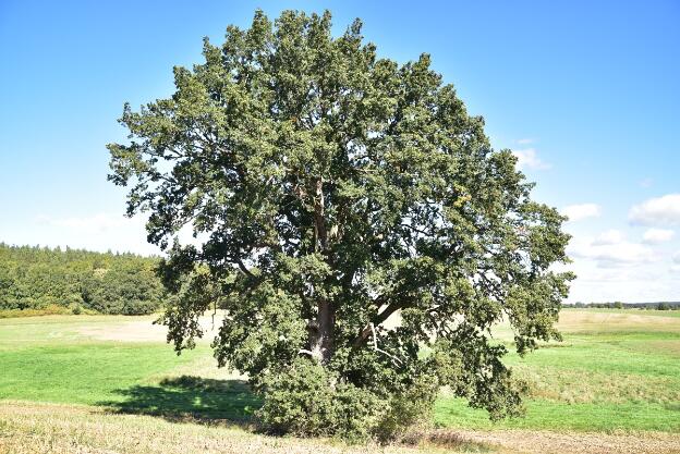 Eiche am Klärwerk bei Niegleve (Quercus robur), Umfang 6,49 m 