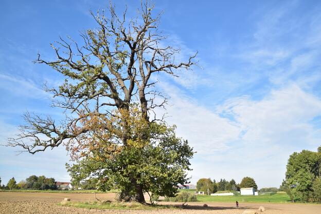 Feldeiche bei Prüzen (Quercus robur), Umfang 6,22 m 