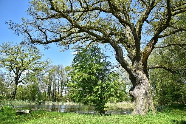 Fröhlich - Wege zu alten Bäumen - Brandenburg - Nr 8a - Eiche am Teich im Park von Retzin