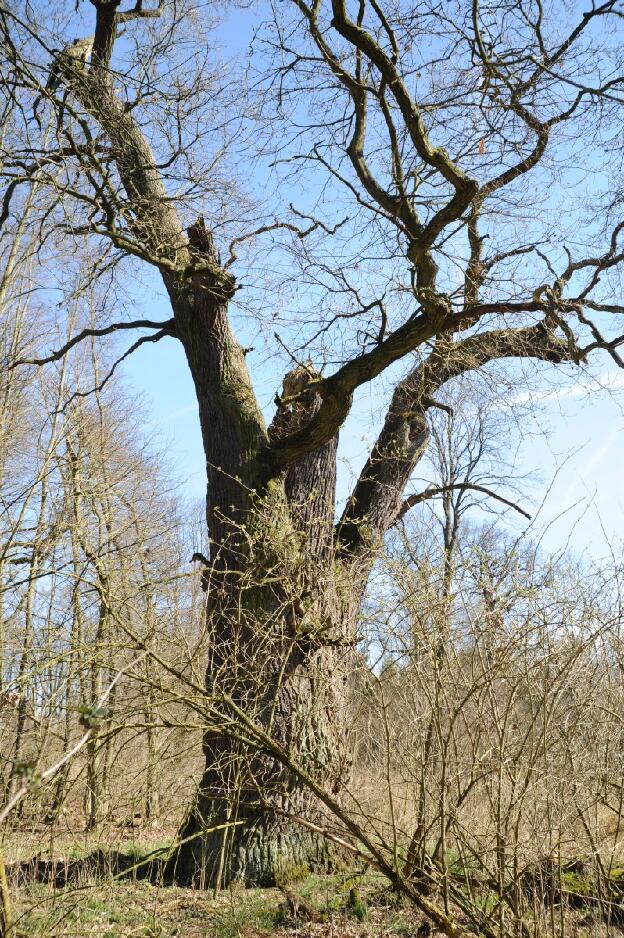 Gutsparkeichen (Quercus robur), Umfang 7,17 m 