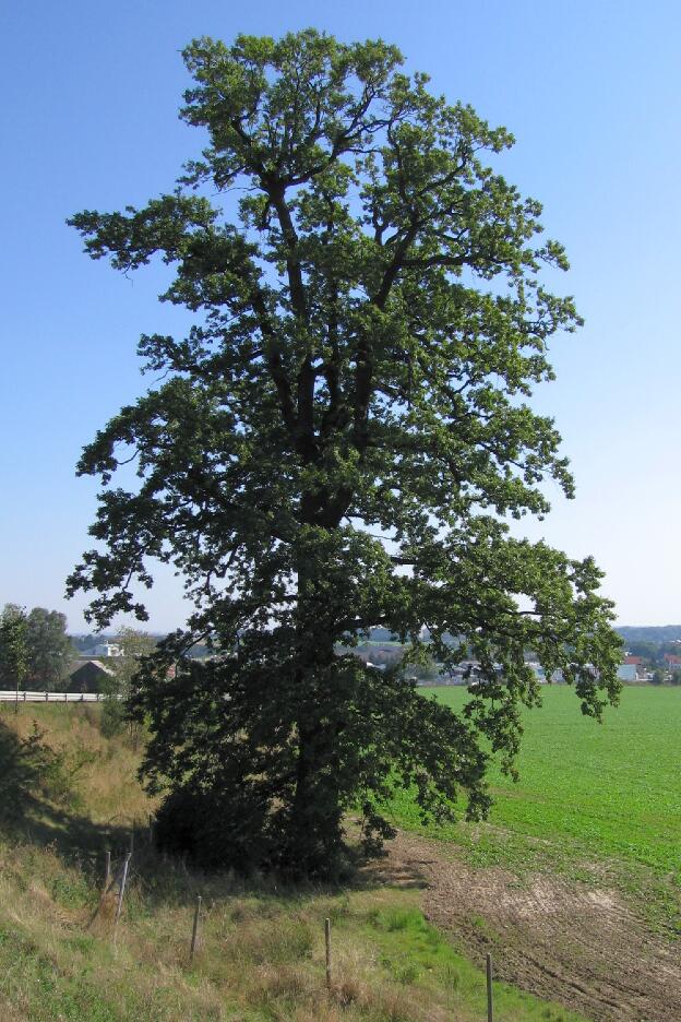 Fröhlich - Wege zu alten Bäumen - Sachsen - Nr 198 - Eiche von Rossau